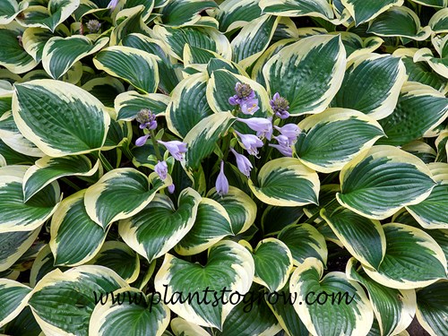 Queen Josephine Hosta